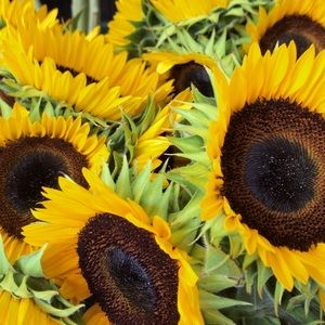 Meet your Posher, Nnicole